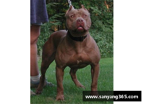 k1体育能轻松战胜比特犬的狗，却被外国人当宠物，网友看得瑟瑟发抖